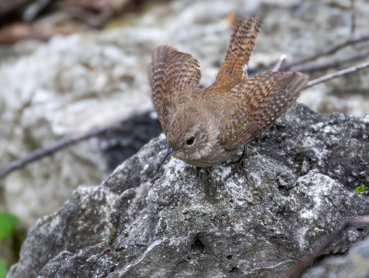 House Wren - Michael Warner