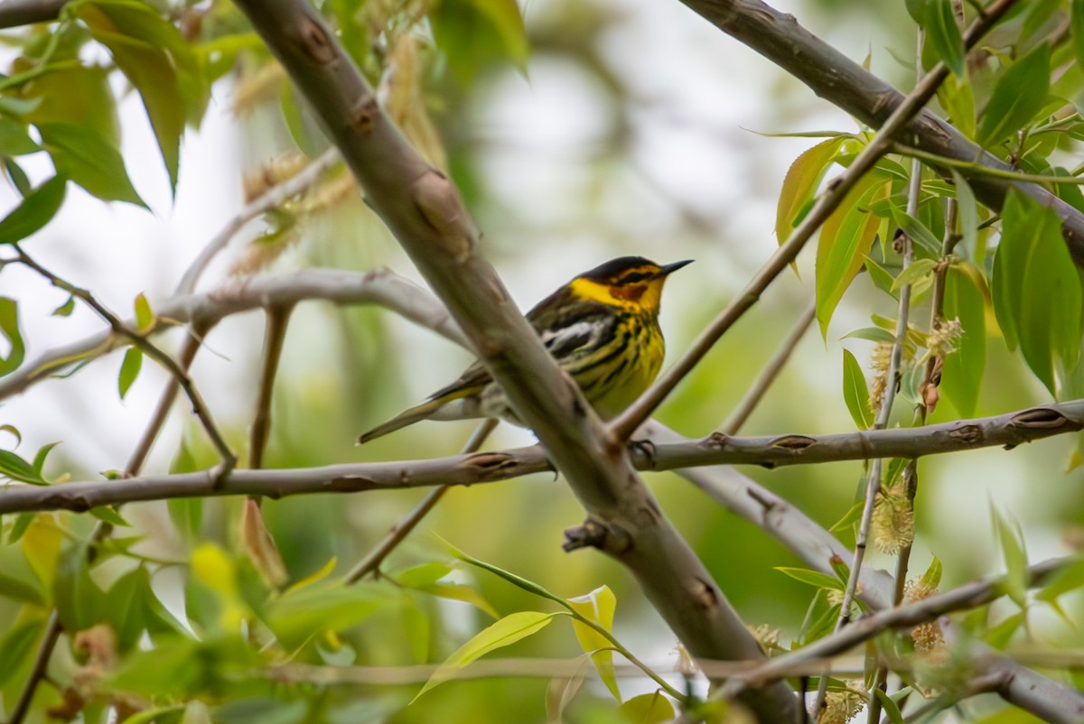 Cape May Warbler - Michael Warner