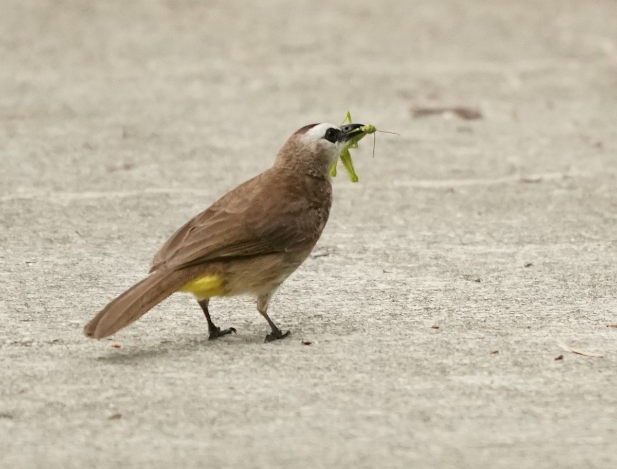 Yellow-vented Bulbul - Keng Keok Neo