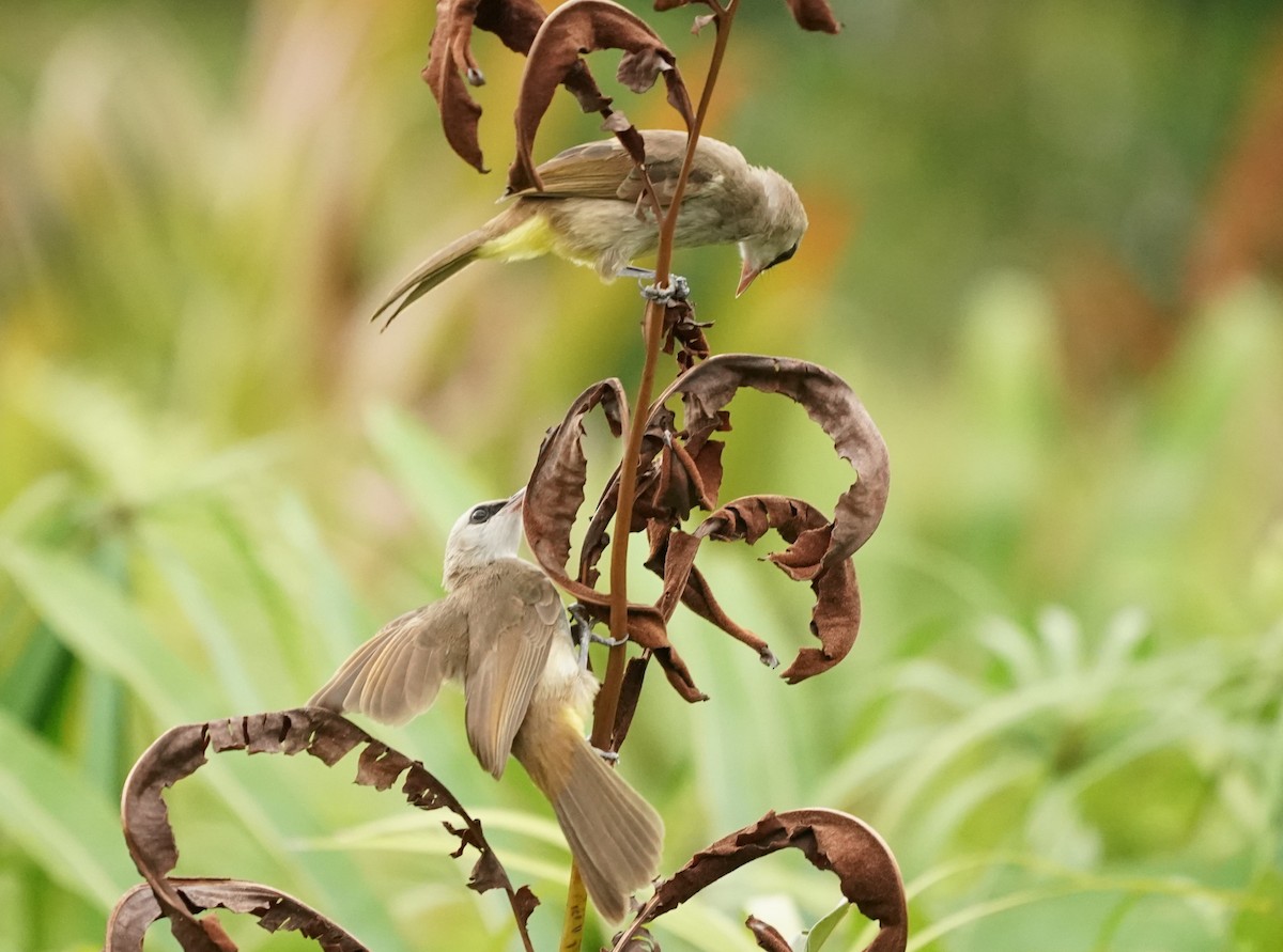 Yellow-vented Bulbul - Keng Keok Neo