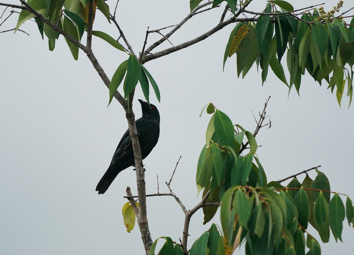 Asian Glossy Starling - Keng Keok Neo