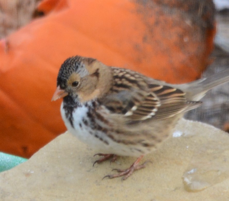 Harris's Sparrow - Anonymous