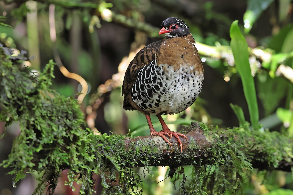 Red-billed Partridge - Chun Fai LO