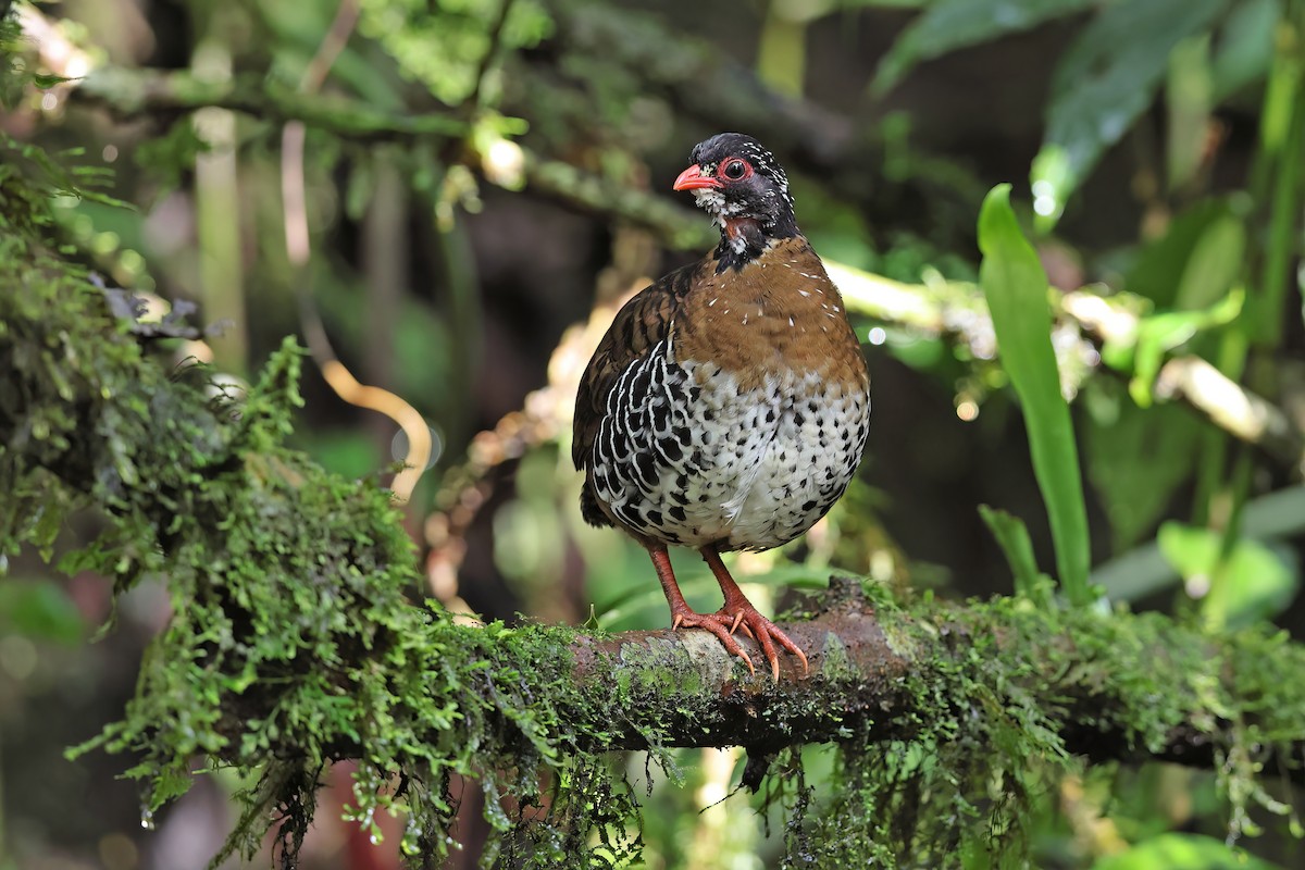 Red-billed Partridge - Chun Fai LO