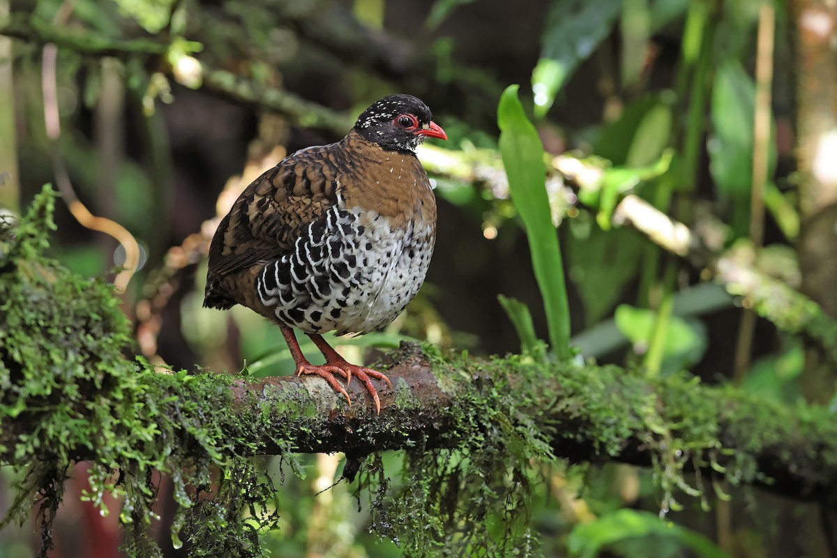 Red-billed Partridge - Chun Fai LO