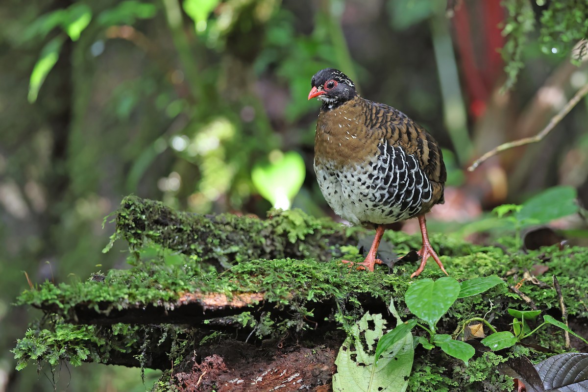 Red-billed Partridge - ML619480912