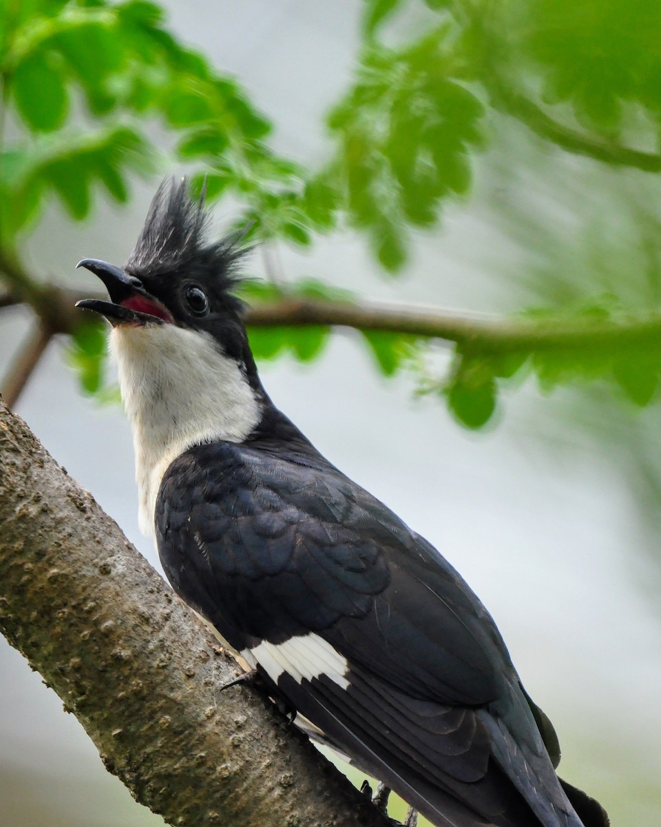 Pied Cuckoo - Lysandra Da Costa