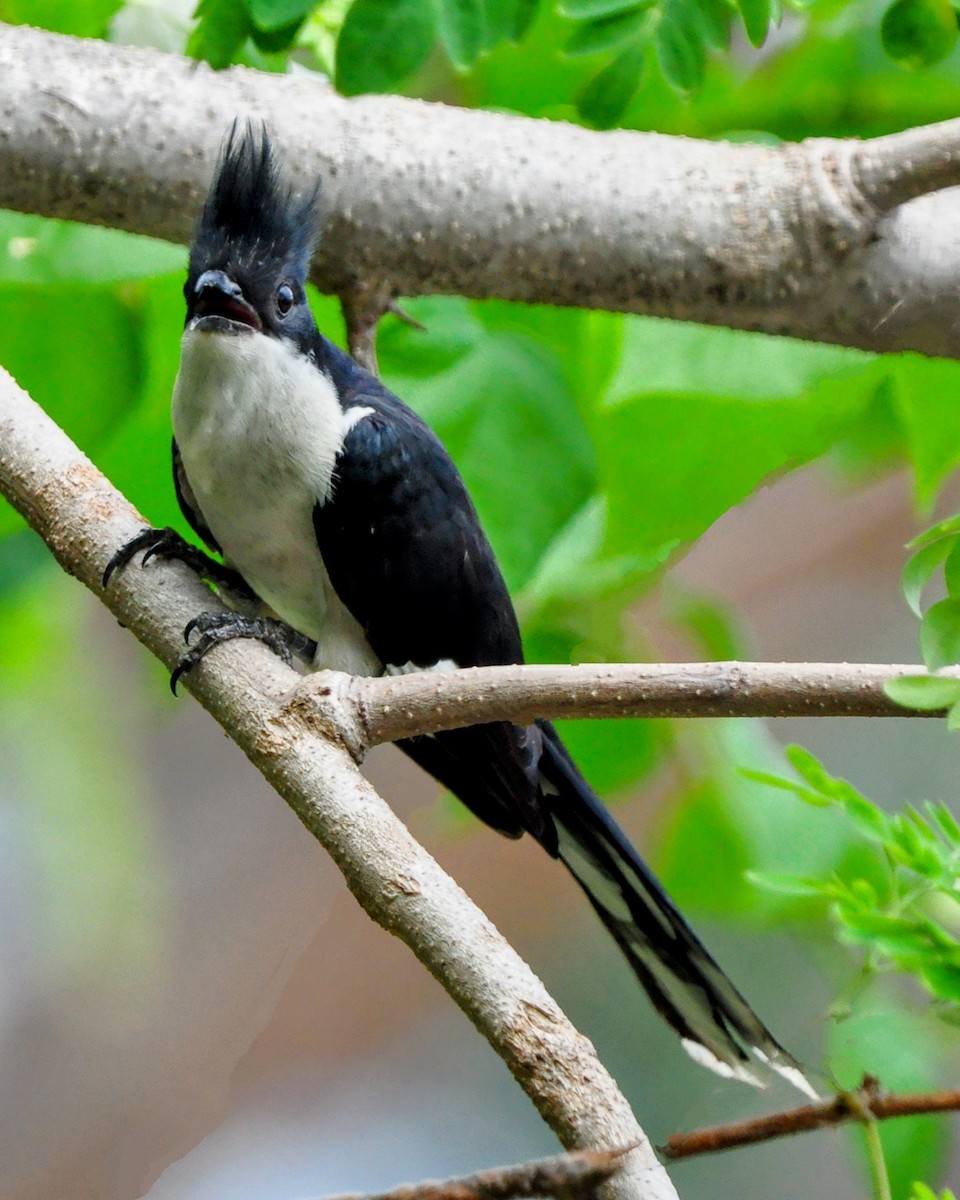 Pied Cuckoo - Lysandra Da Costa