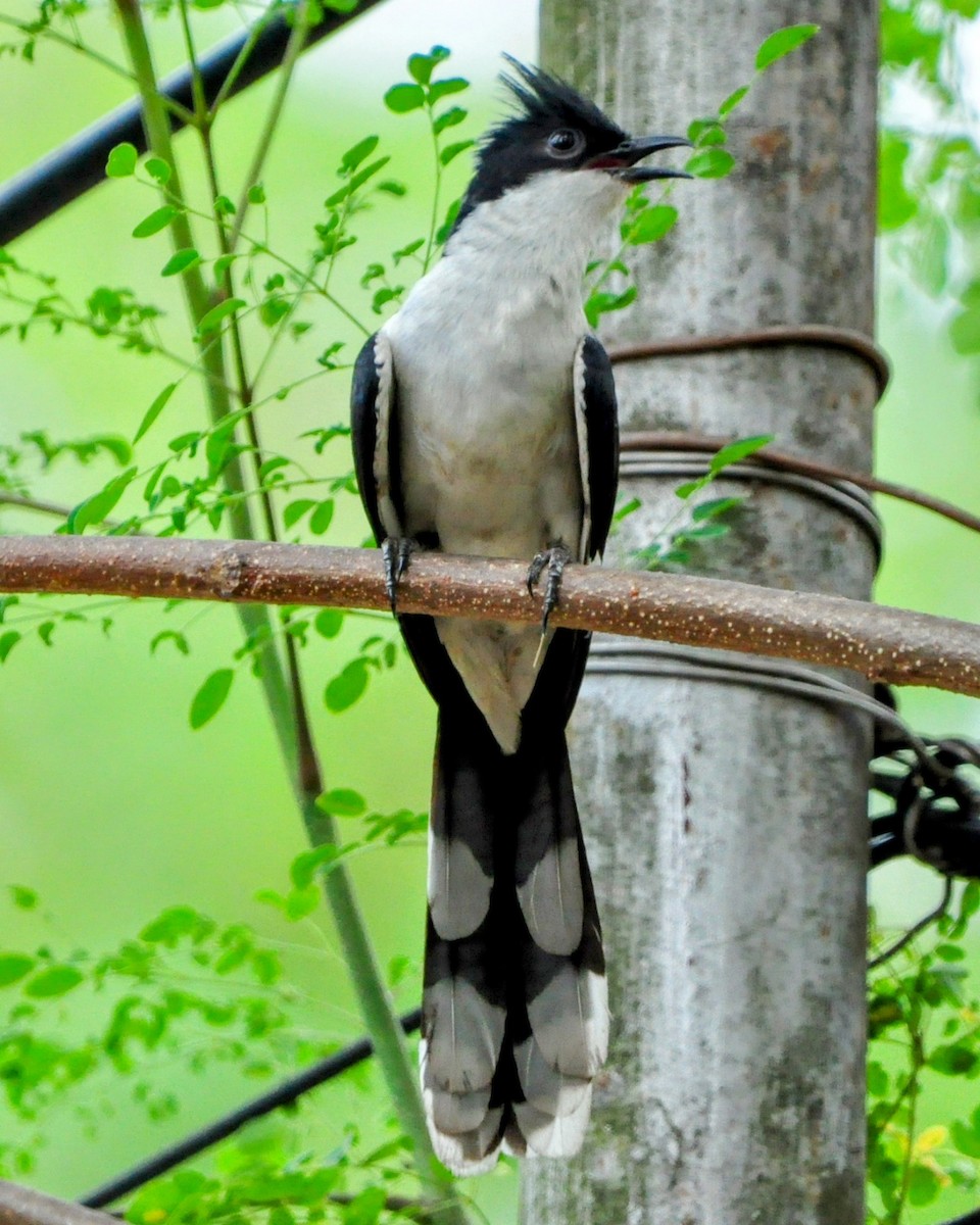 Pied Cuckoo - Lysandra Da Costa