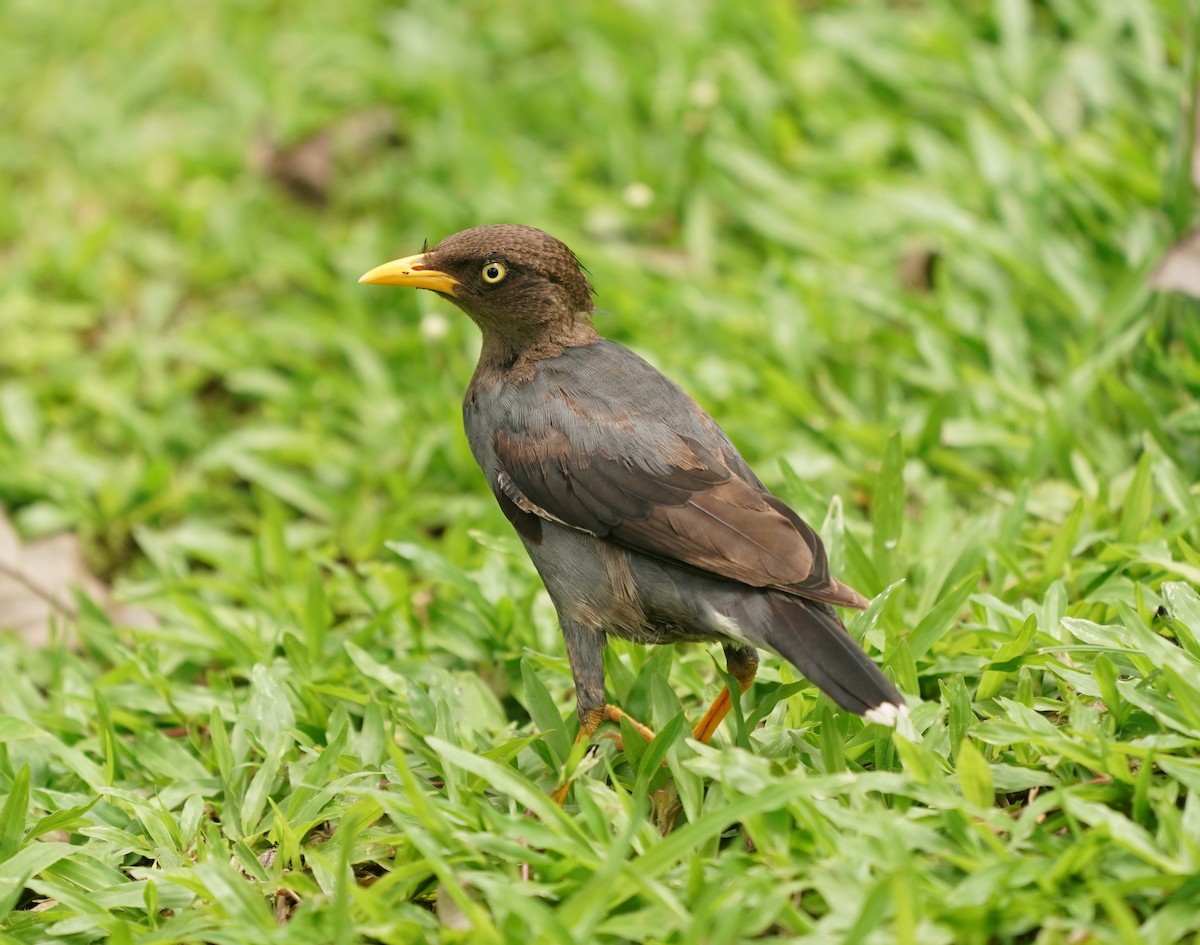 Javan Myna - Keng Keok Neo