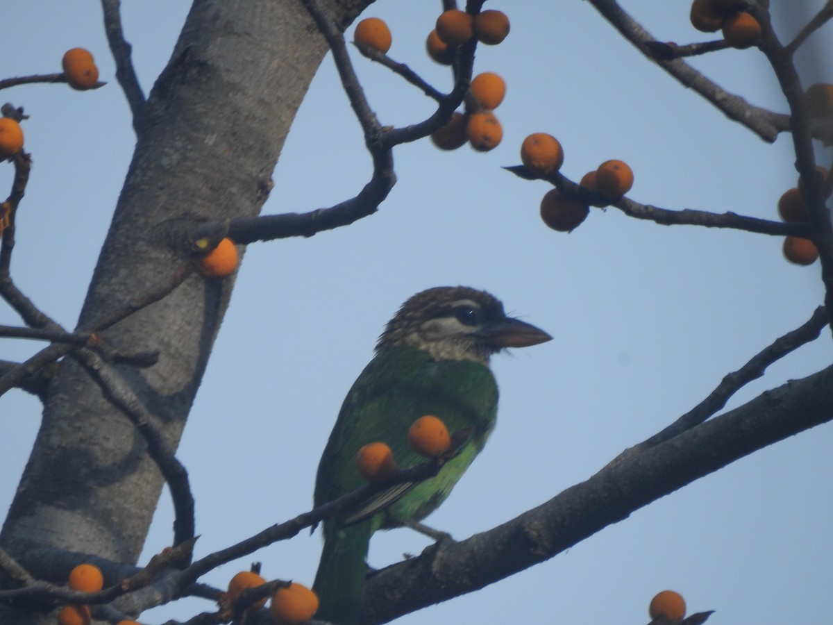 White-cheeked Barbet - Arun Karthi