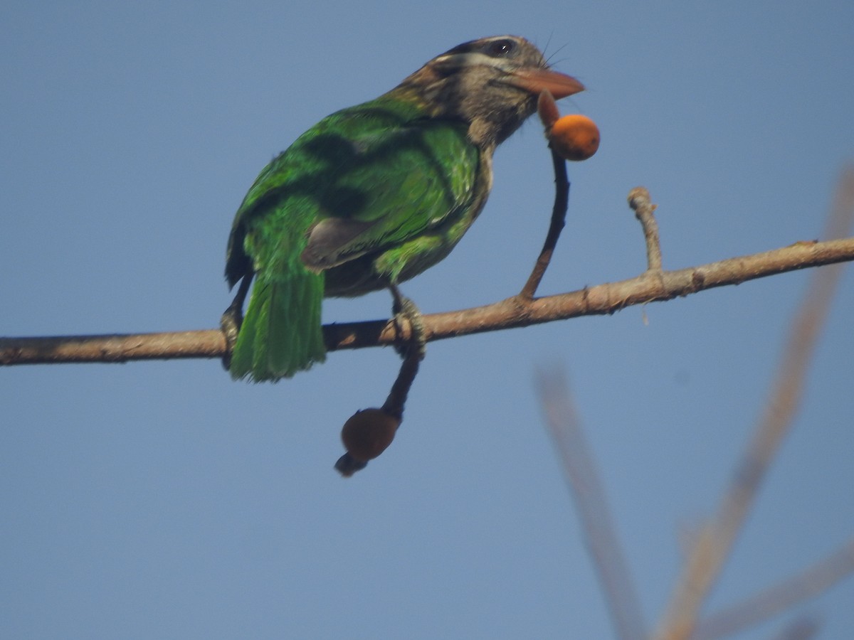 White-cheeked Barbet - Arun Karthi