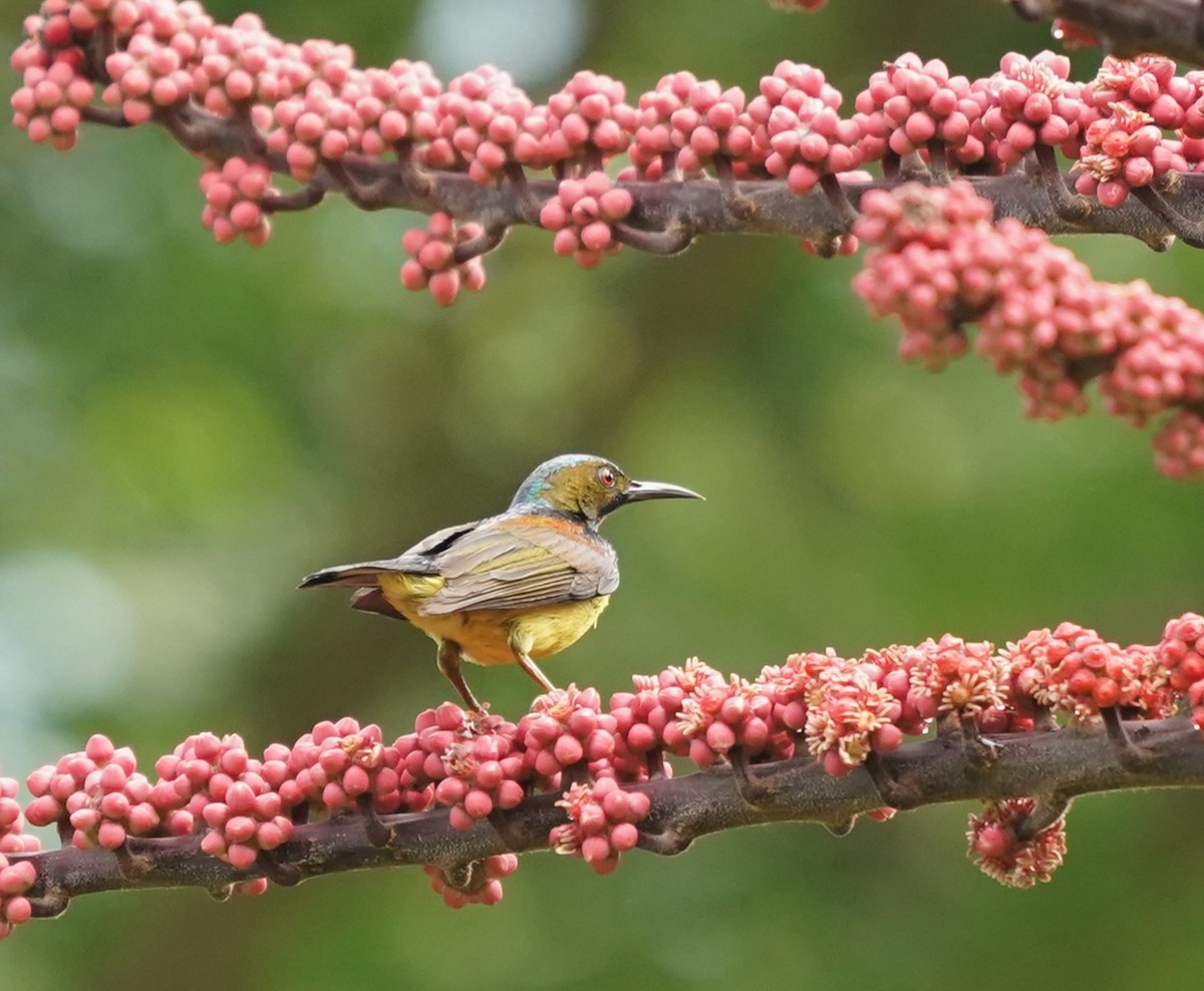Brown-throated Sunbird - Keng Keok Neo