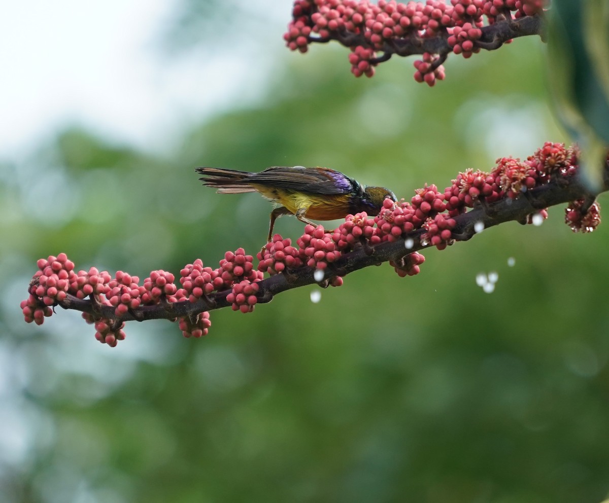 Brown-throated Sunbird - Keng Keok Neo