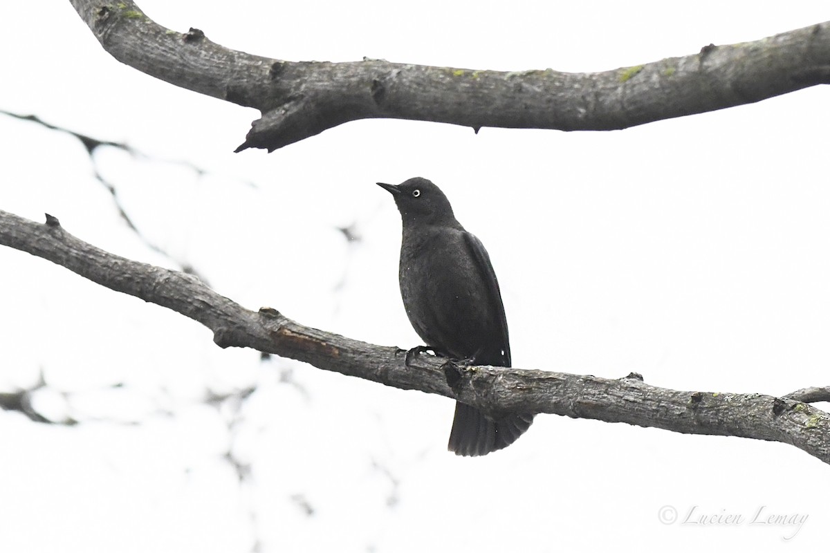 Rusty Blackbird - Lucien Lemay