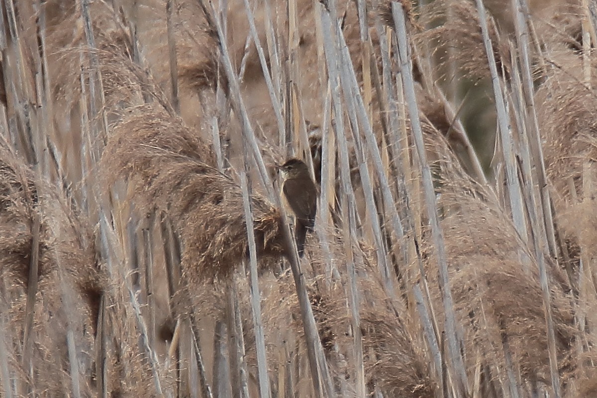 Common Reed Warbler - Juan Sebastian Barrero