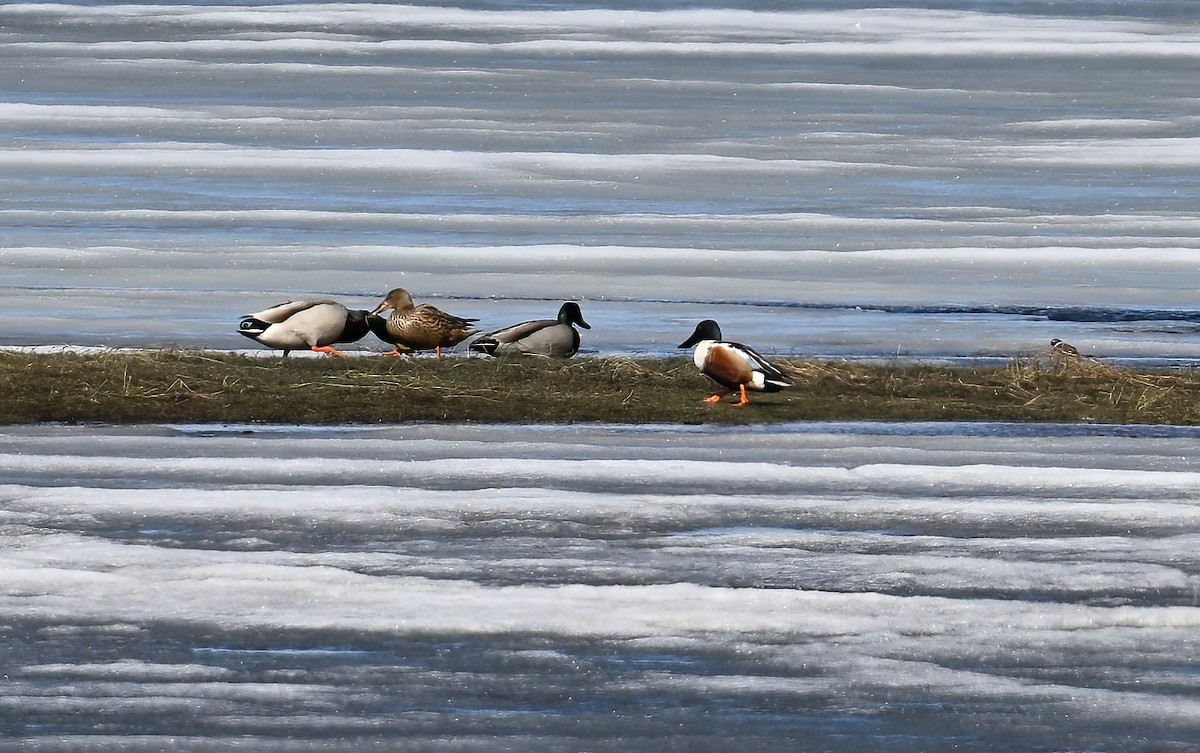 Northern Shoveler - ML619480946