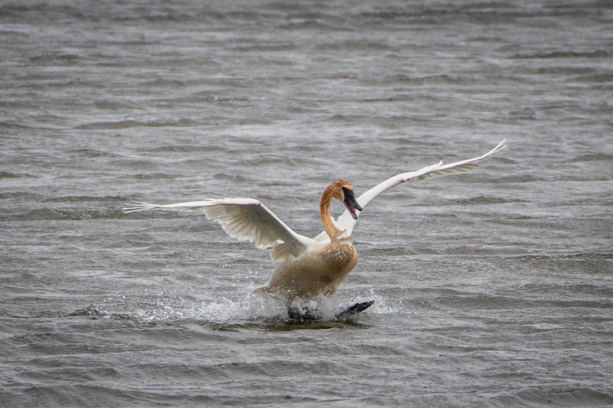 Trumpeter Swan - Michael Warner