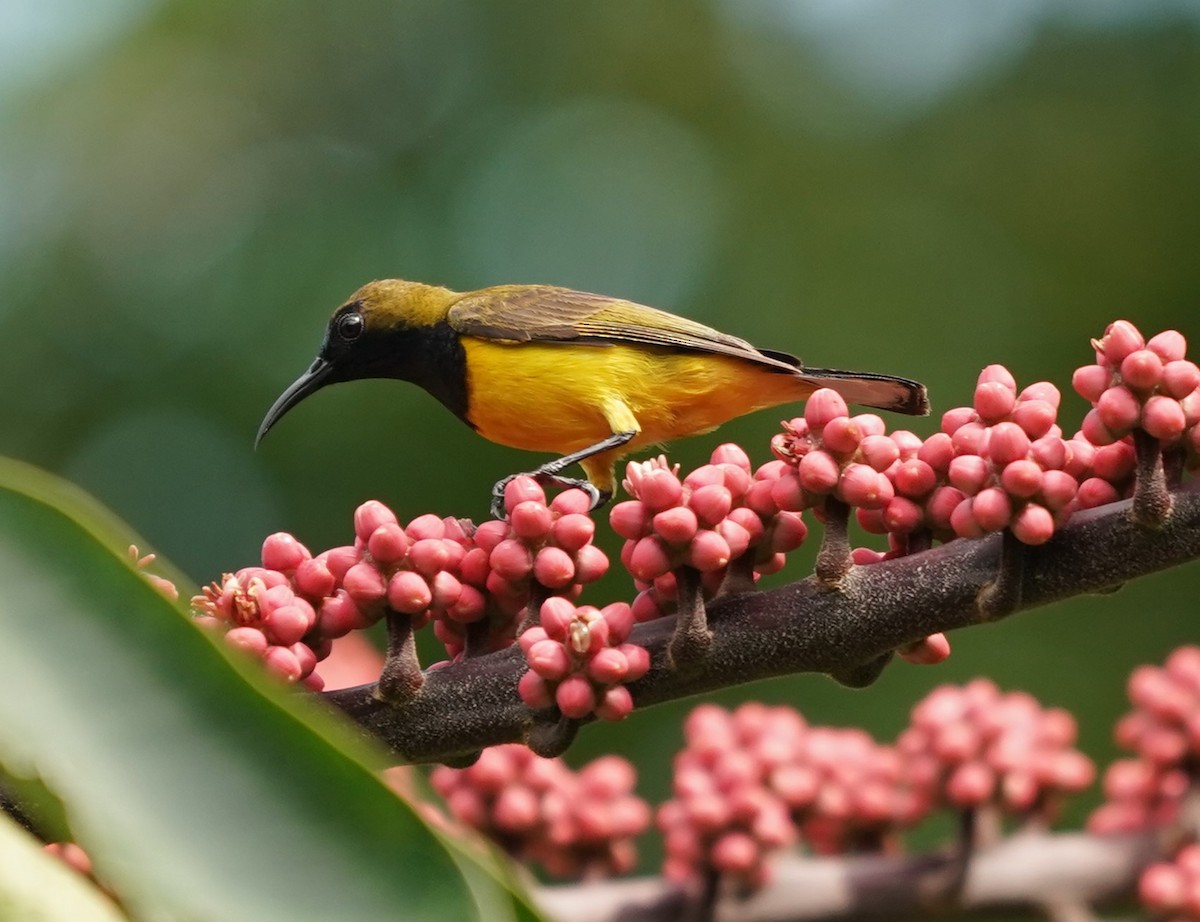 Ornate Sunbird - Keng Keok Neo