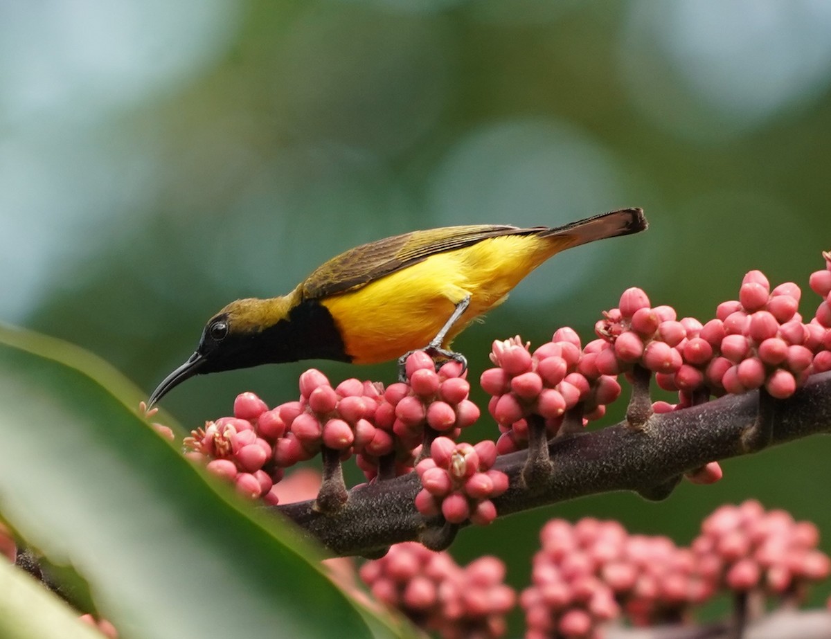 Ornate Sunbird - Keng Keok Neo