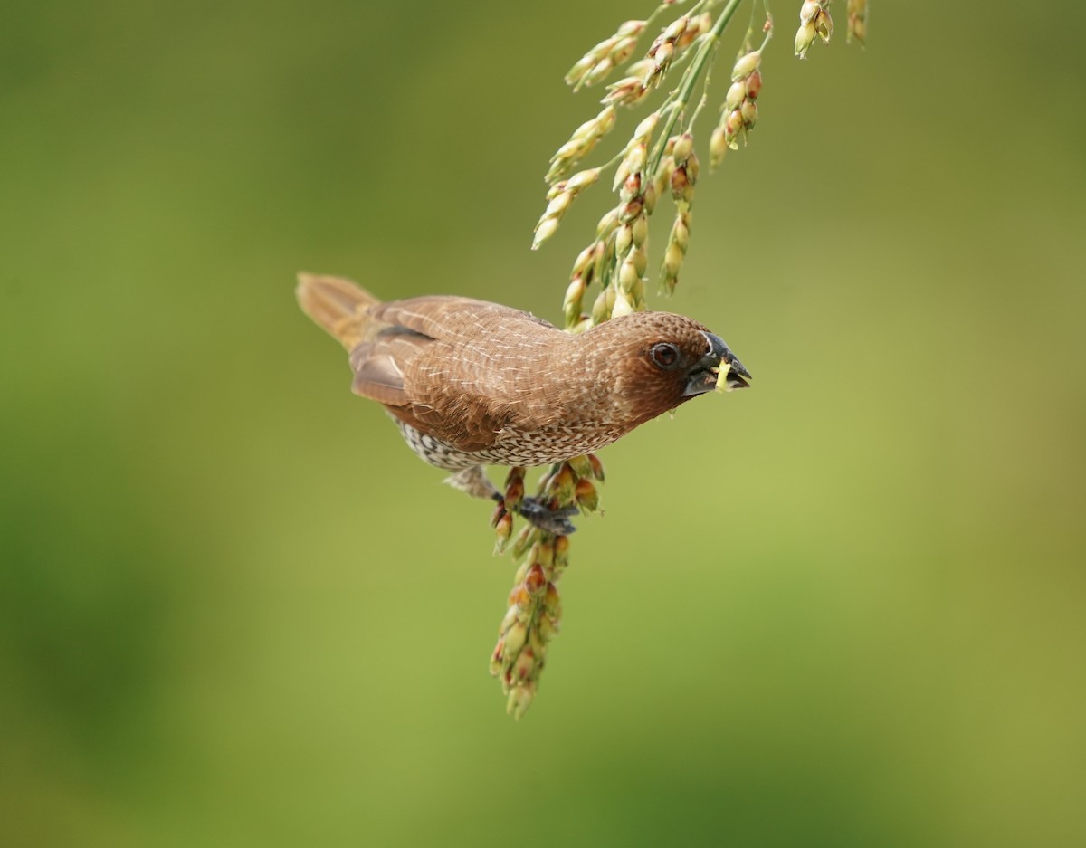 Scaly-breasted Munia - Keng Keok Neo