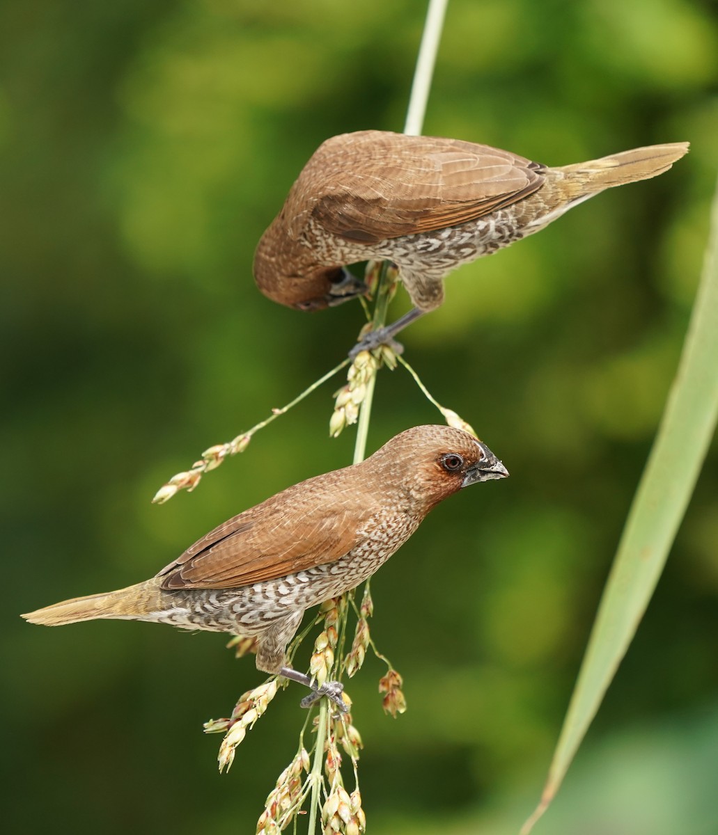 Scaly-breasted Munia - Keng Keok Neo