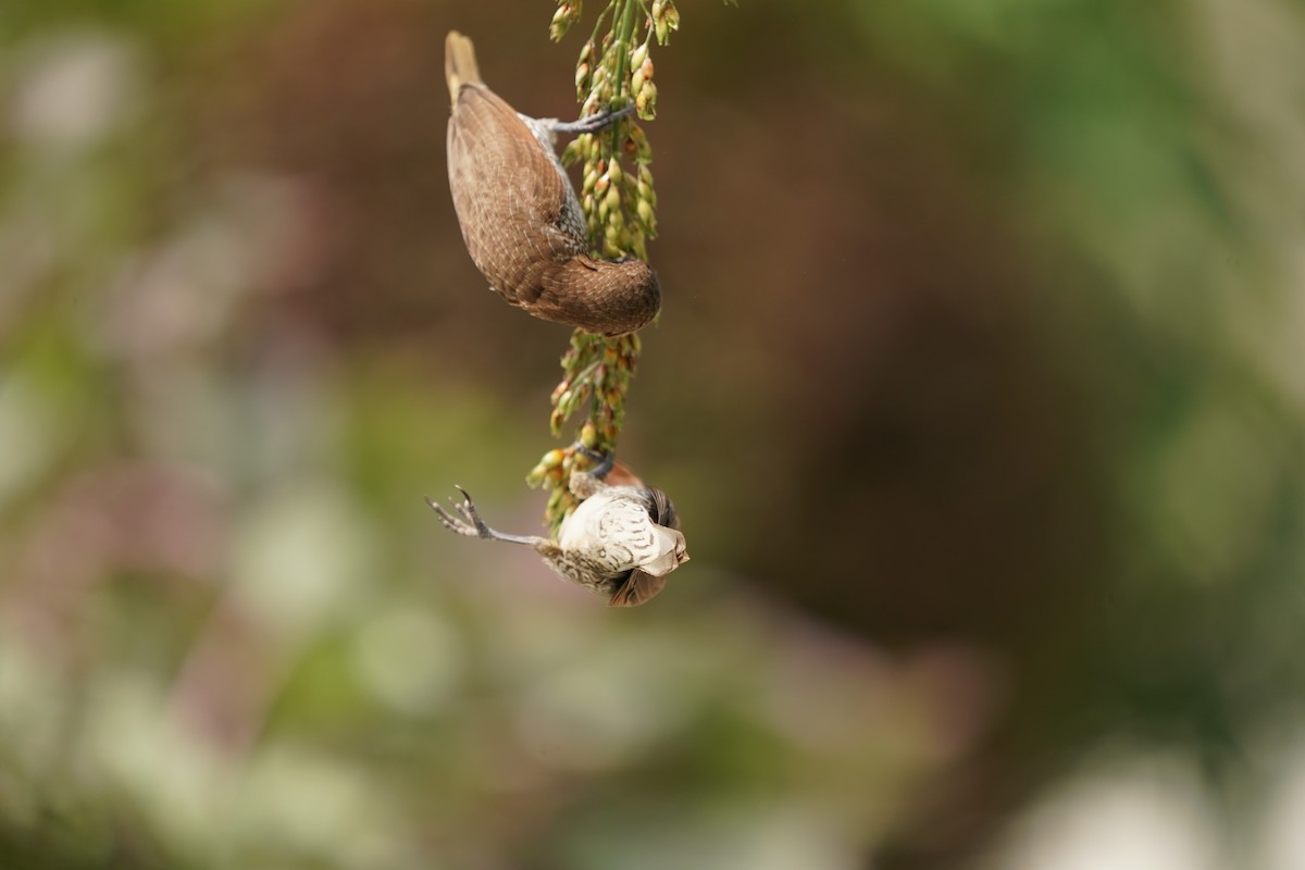 Scaly-breasted Munia - Keng Keok Neo