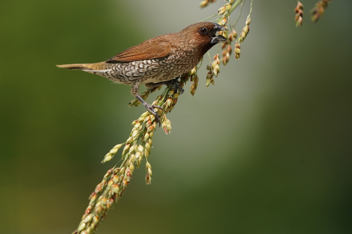 Scaly-breasted Munia - Keng Keok Neo