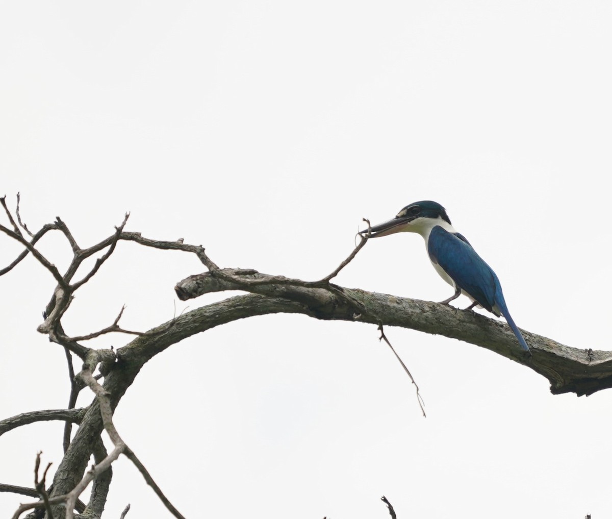 Collared Kingfisher - Keng Keok Neo