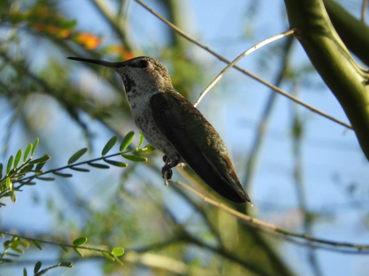 Anna's Hummingbird - Thomas Bürgi