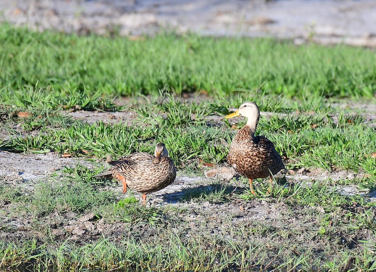 Mottled Duck - John Wolaver