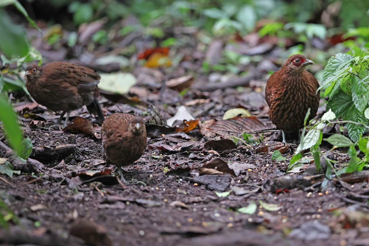 Salvadori's Pheasant - Chun Fai LO