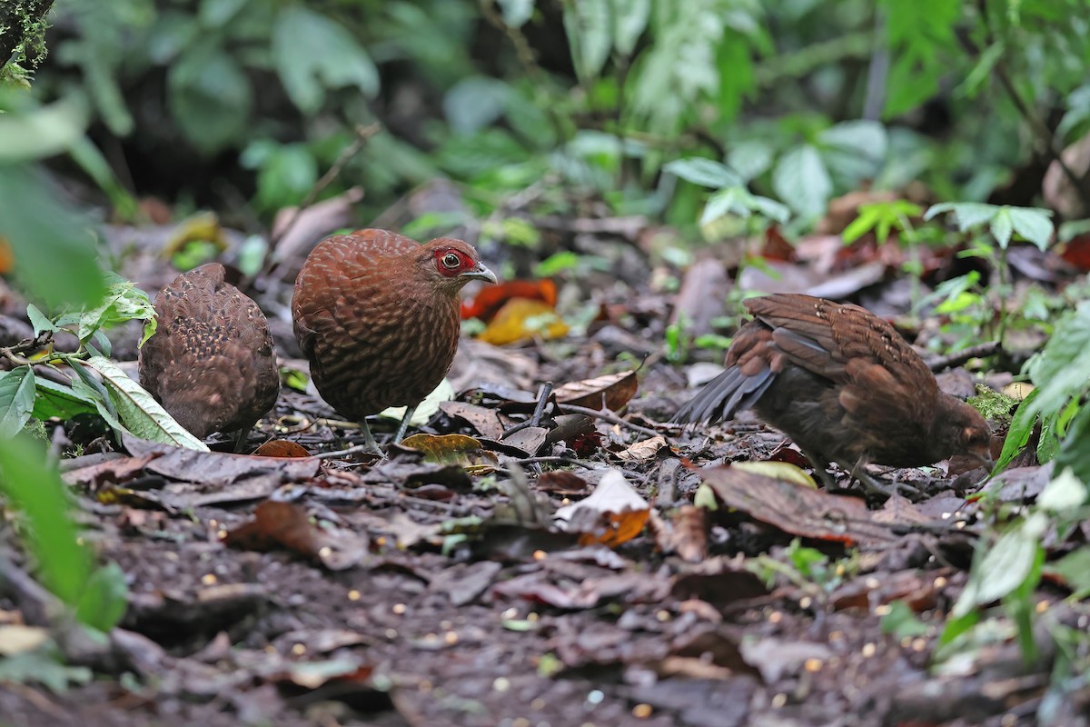 Salvadori's Pheasant - ML619480994