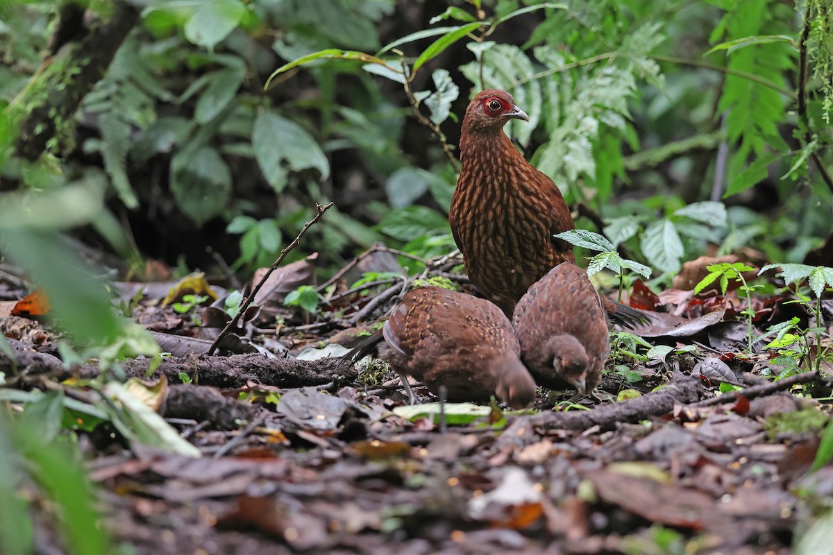 Salvadori's Pheasant - Chun Fai LO