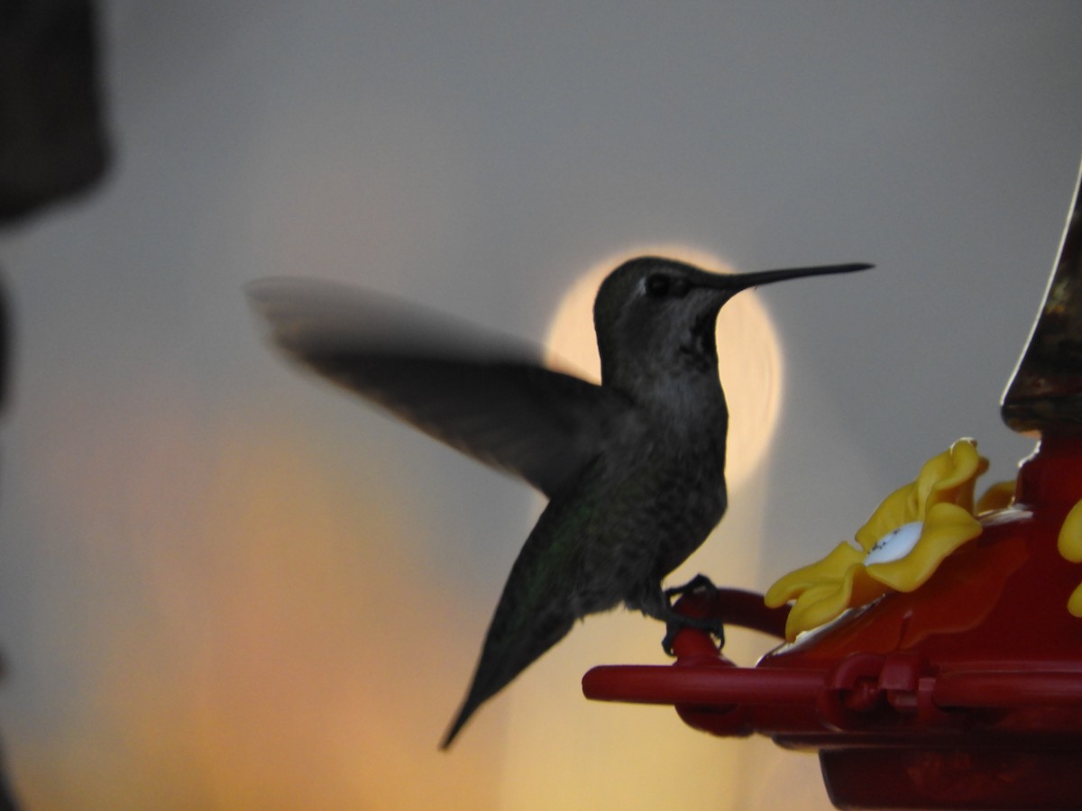 Anna's Hummingbird - Thomas Bürgi