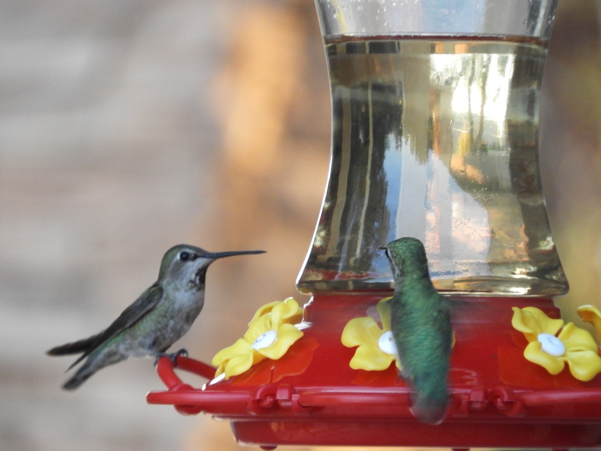 Anna's Hummingbird - Thomas Bürgi