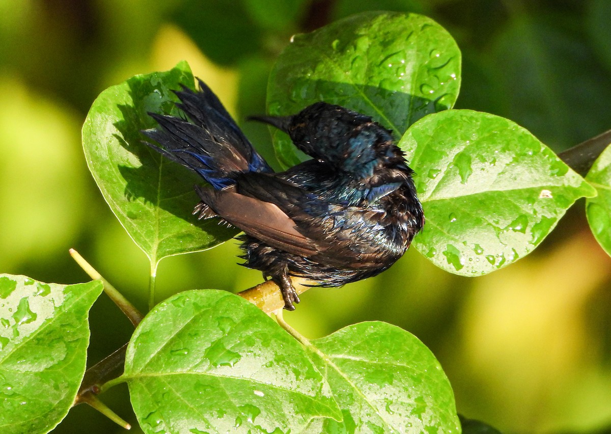 Purple Sunbird - Seema Tangadpalliwar