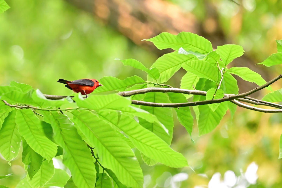 Scarlet Tanager - Eileen Gibney