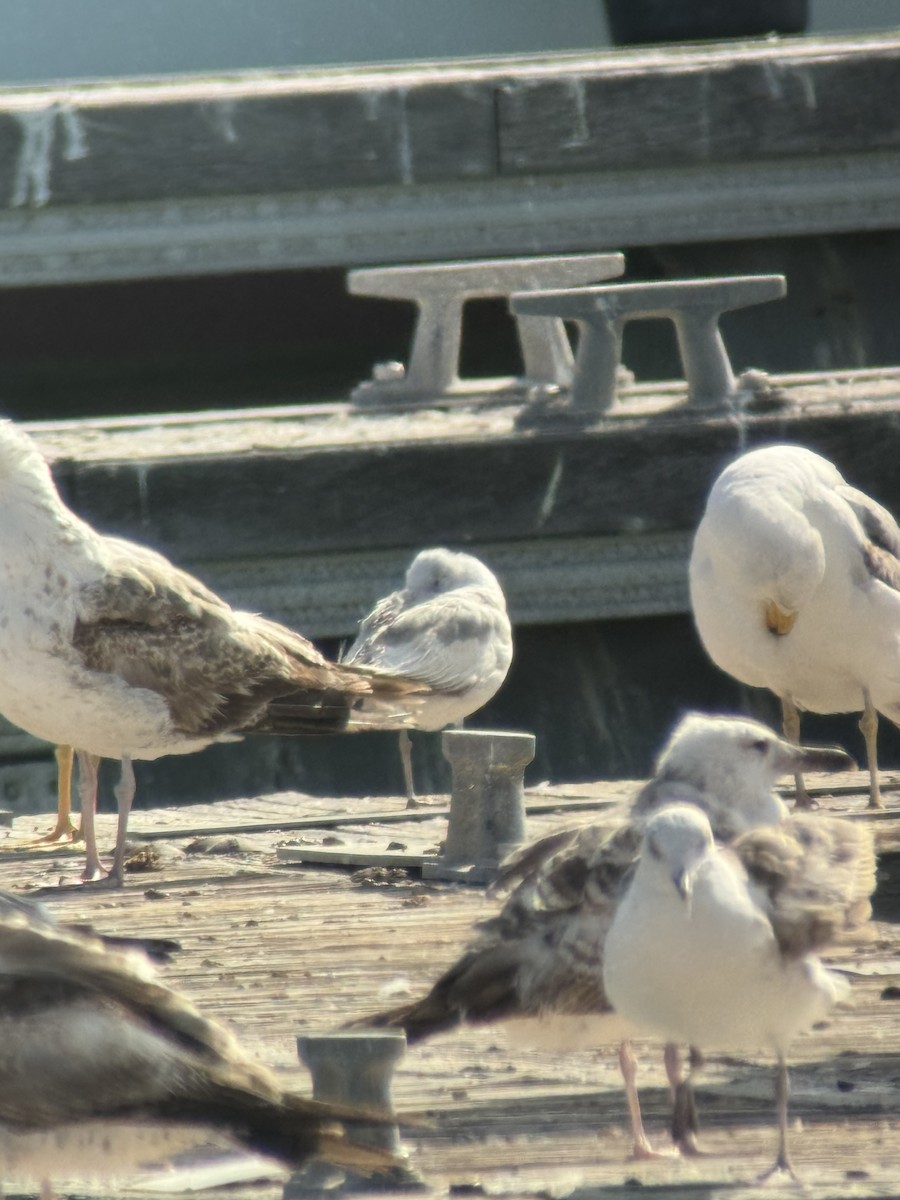 Common Gull - Marc Kramer (Birding by Bus)