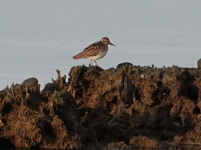 Least Sandpiper - Saul Scheinbach