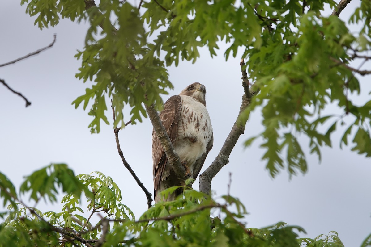 Red-tailed Hawk - ML619481024