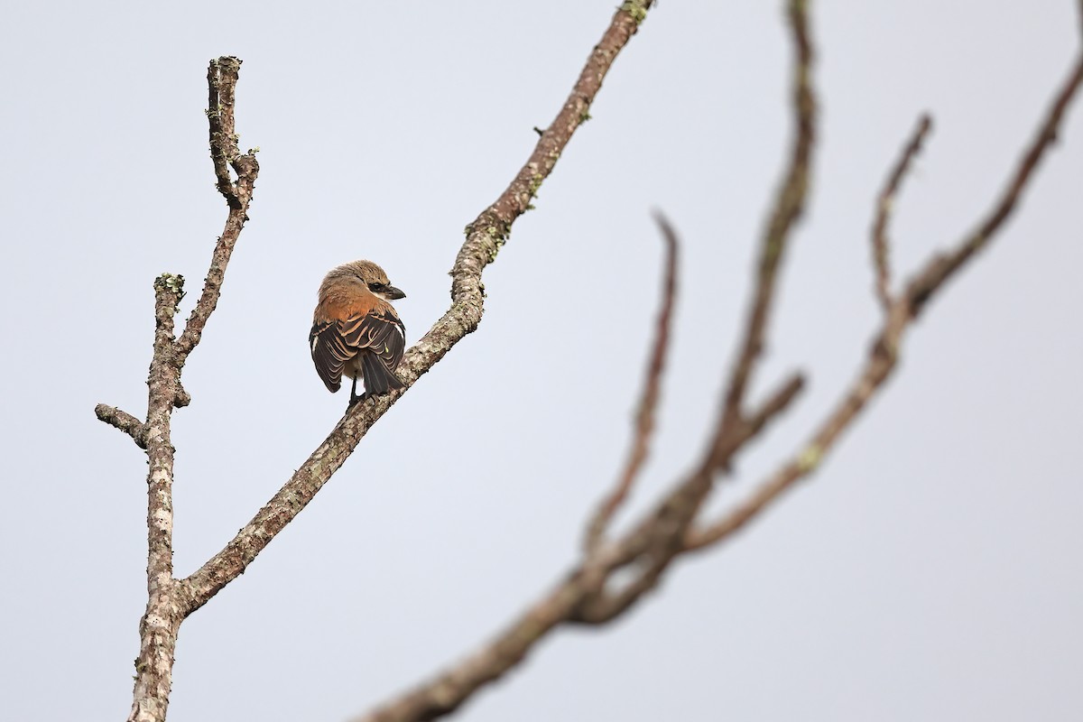 Long-tailed Shrike - Chun Fai LO