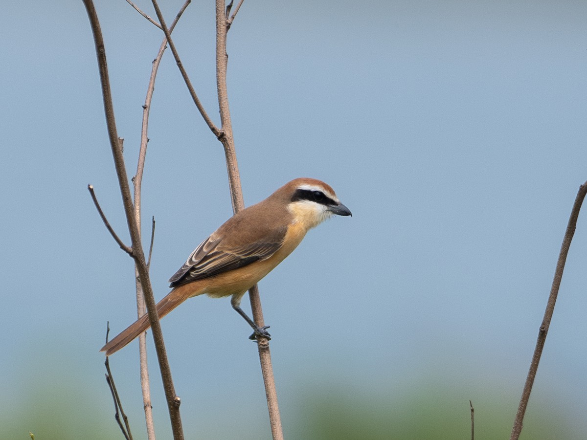 Brown Shrike - Fishing Cat