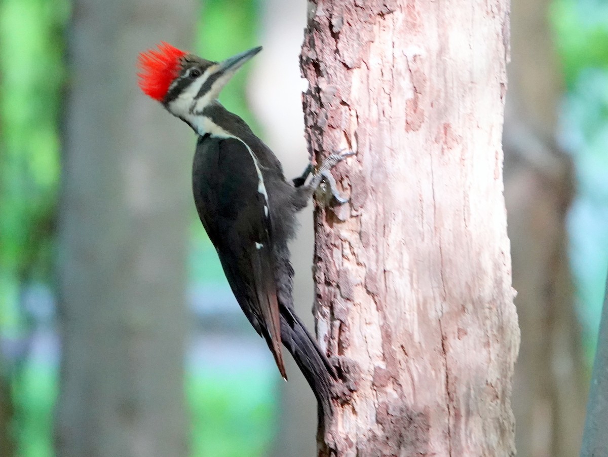 Pileated Woodpecker - ML619481030
