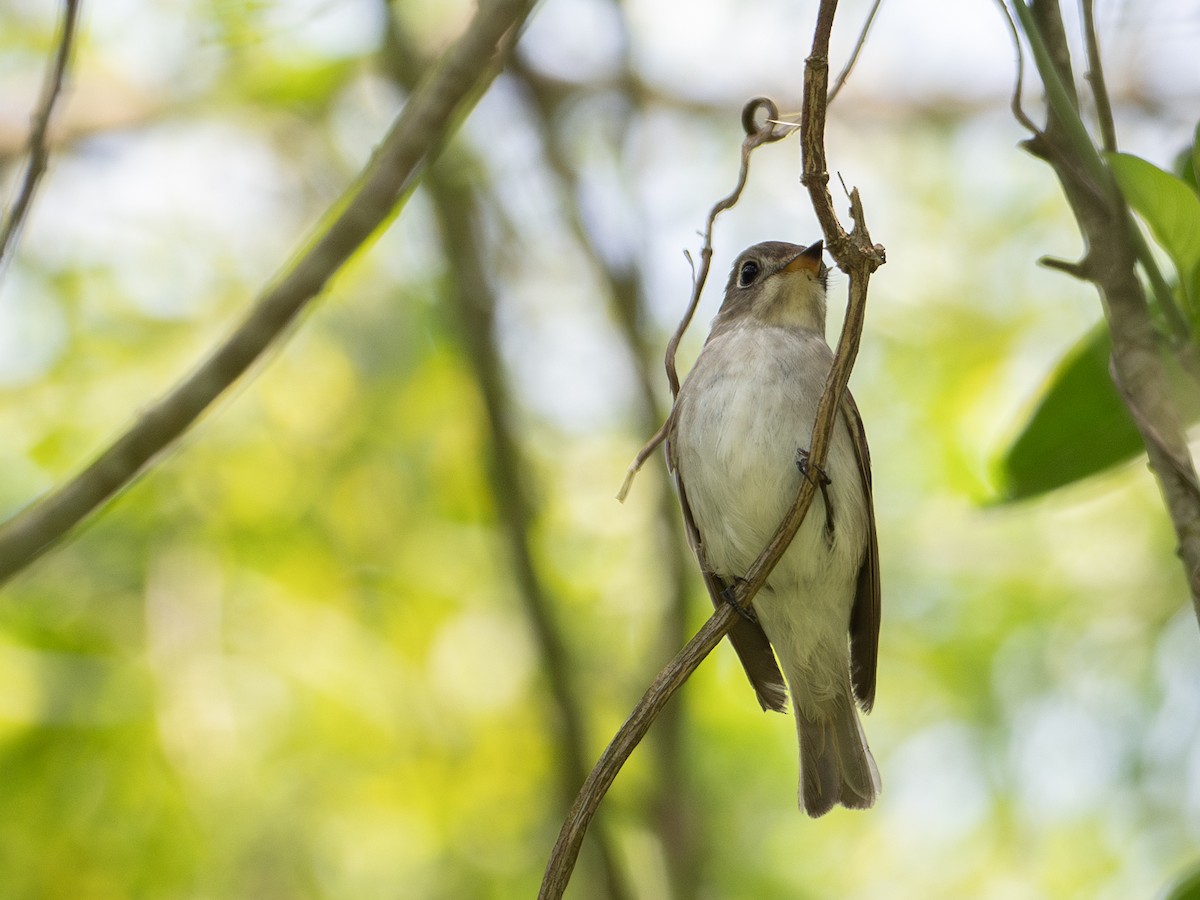 Asian Brown Flycatcher - ML619481032