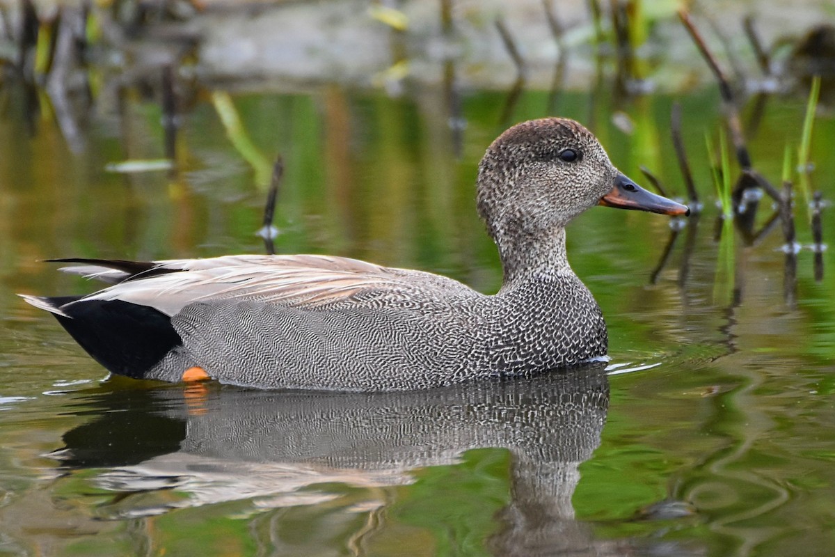 Gadwall - Brenda Lindsey