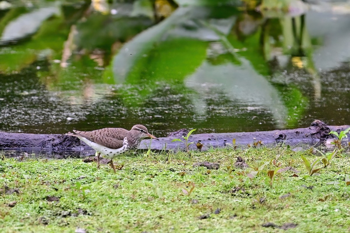 Spotted Sandpiper - Eileen Gibney