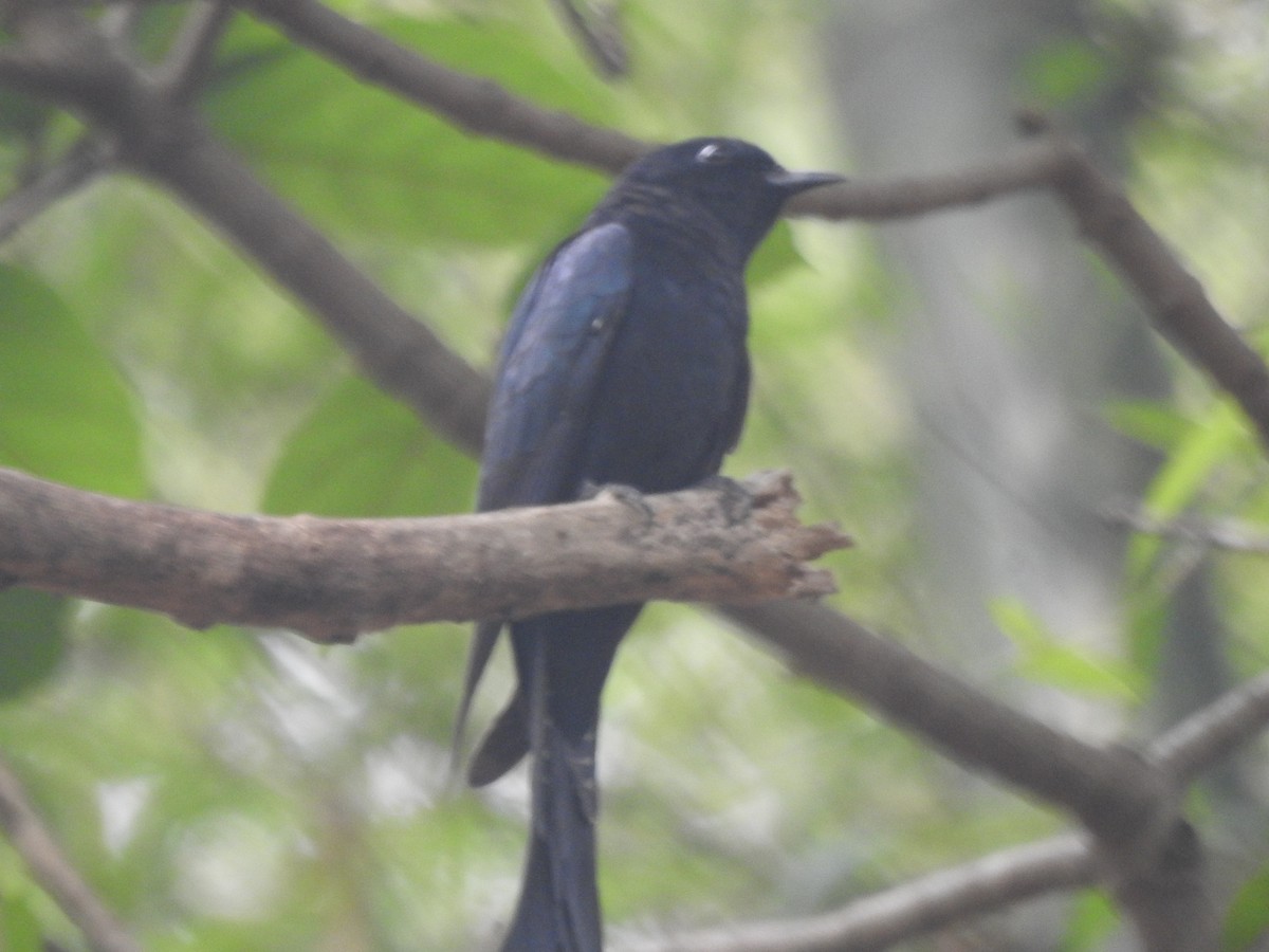 Fork-tailed Drongo-Cuckoo - ML619481068