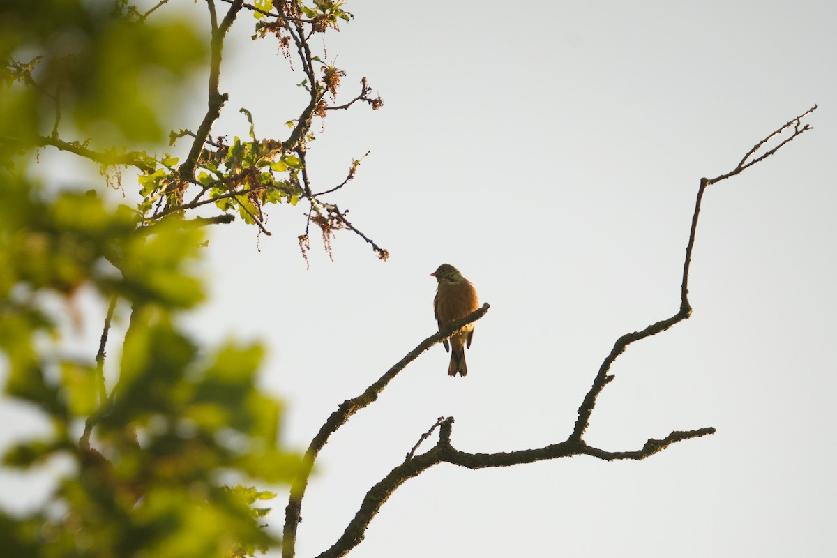 Ortolan Bunting - Benjamin Dignal