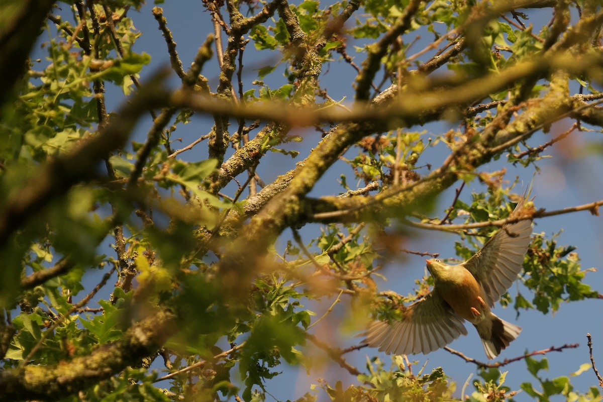 ズアオホオジロ - ML619481074